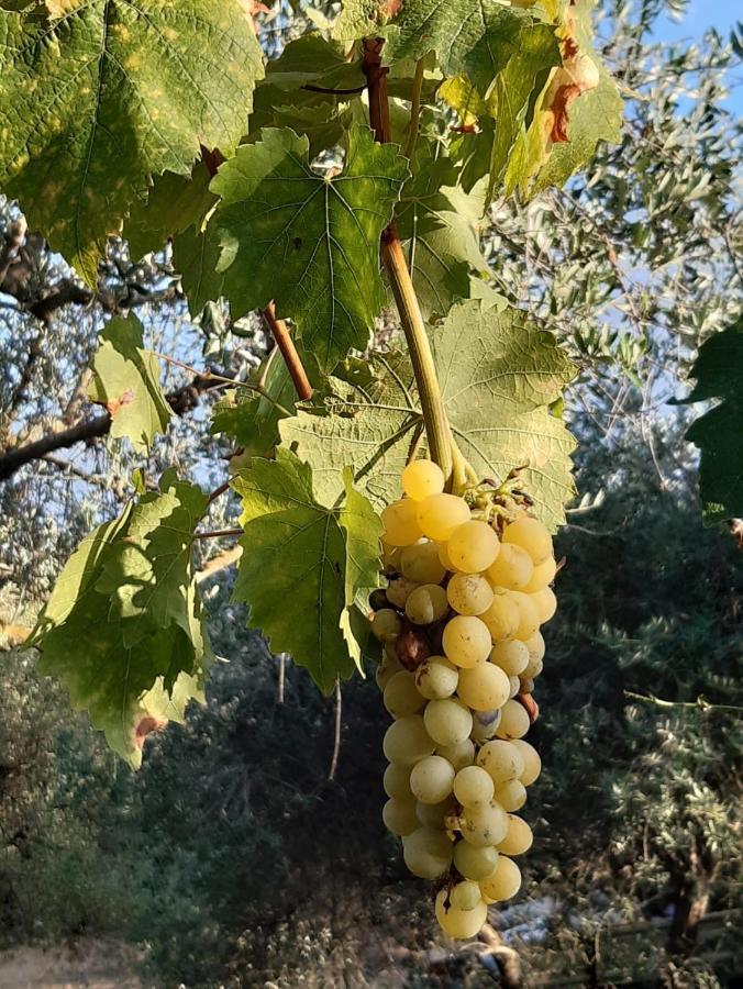Villa La Moraiola Passignano sul Trasimeno Zewnętrze zdjęcie